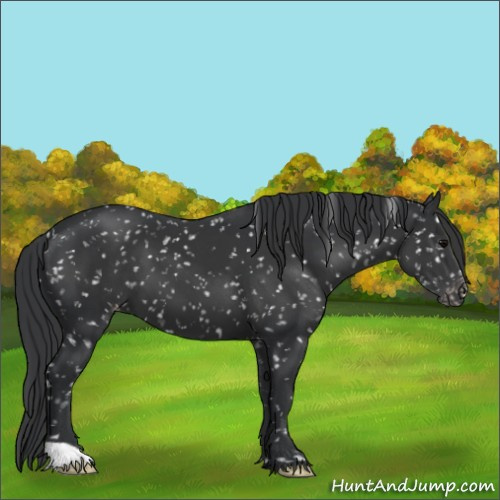 Horse Color:Black Appaloosa 