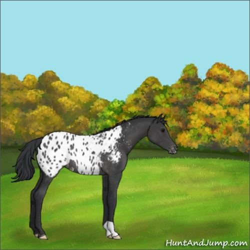 Horse Color:Black Appaloosa Rabicano 
