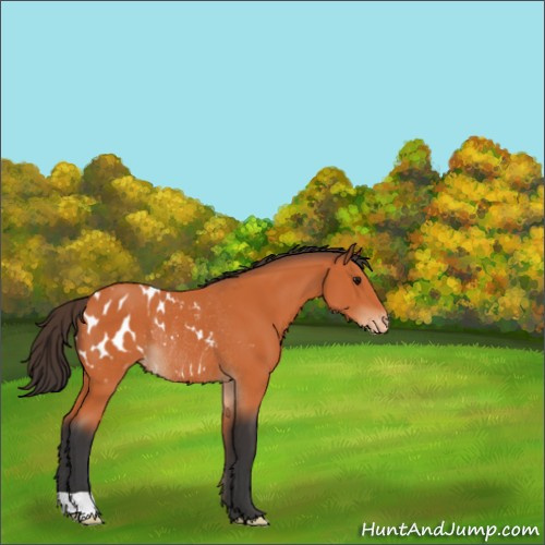 Horse Color:Bay Appaloosa Rabicano 