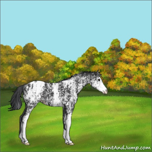 Horse Color:White Spotted Black Appaloosa 