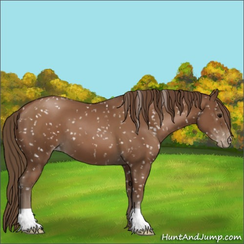 Horse Color:Gray Black Pearl Appaloosa 