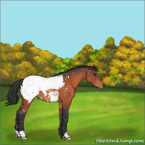 Horse Color:Brown Appaloosa 