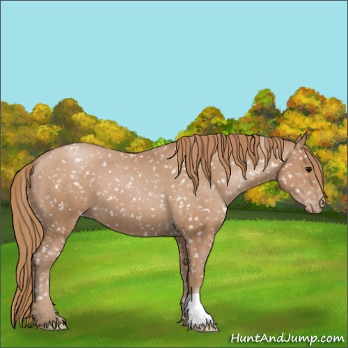 Horse Color:Black Pearl Appaloosa 