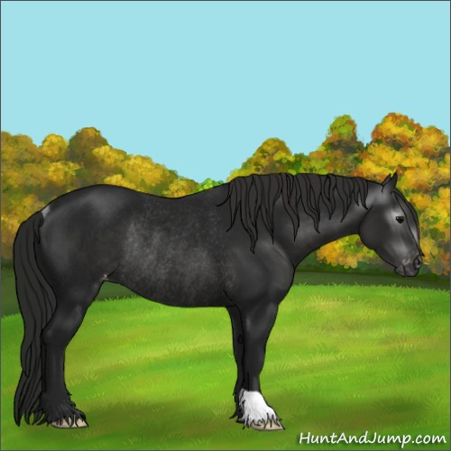 Horse Color:Gray Black Appaloosa Rabicano 