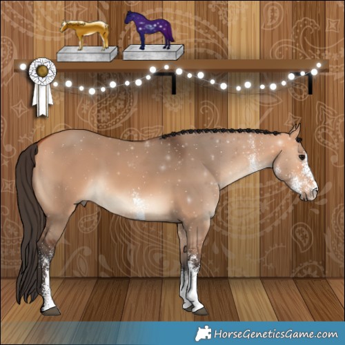 Horse Color:White Spotted Bay Dun 