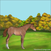 Horse Color:Chestnut Rabicano 