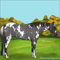 Horse Color:White Spotted Smoky Blue Roan 