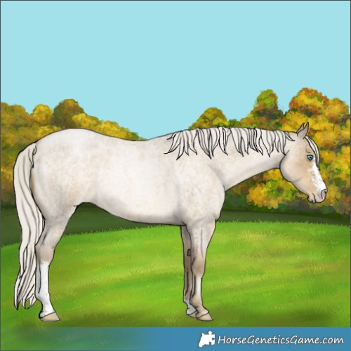Horse Color:Silver Buckskin Roan Pearl Sabino 