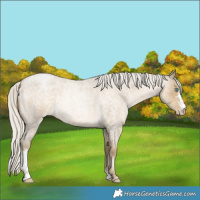 Horse Color:Silver Buckskin Roan Pearl Sabino