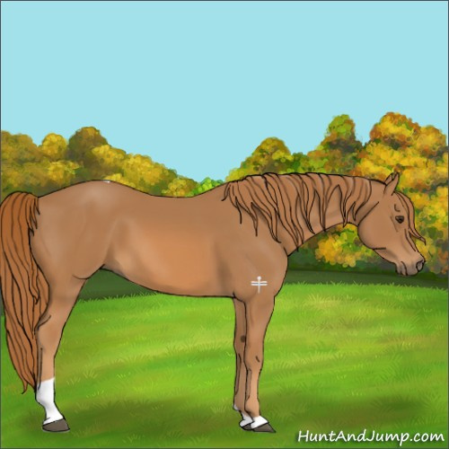 Horse Color:Chestnut Tobiano 