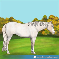 Horse Color:Cremello Roan Rabicano 