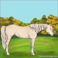 Horse Color:Gray Cremello Dun Splash 