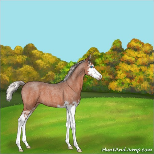 Horse Color:Silver Brown Roan Splash 