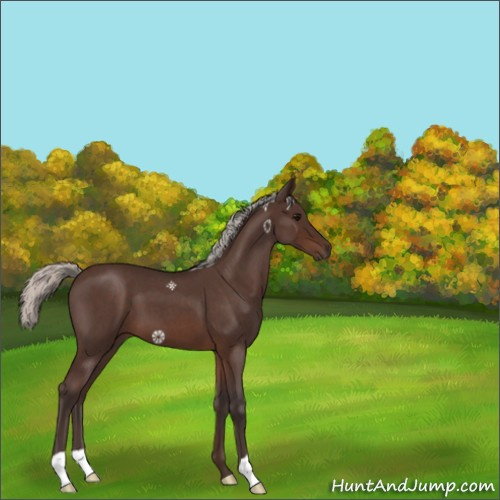Horse Color:Silver Brown Roan 