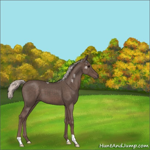Horse Color:Silver Blue Roan 