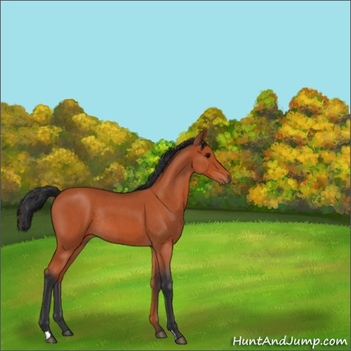 Horse Color:Bay Roan Rabicano 