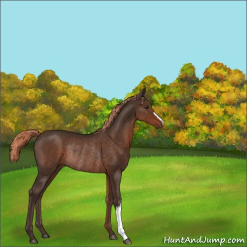 Horse Color:Liver Chestnut Rabicano 
