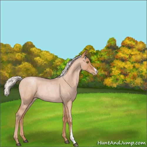 Horse Color:Silver Brown Roan Pearl Appaloosa Rabicano 