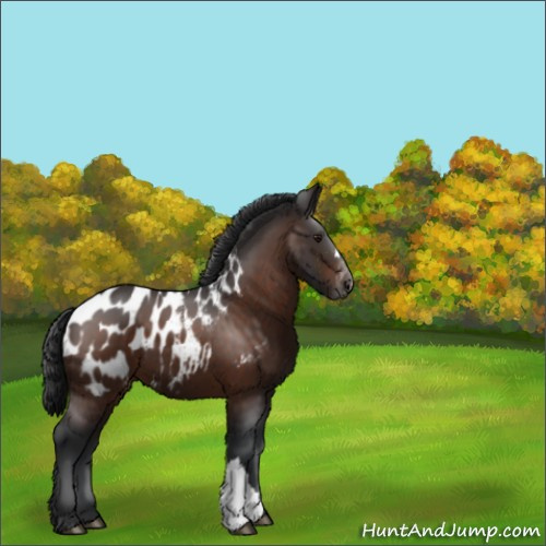 Horse Color:Brown Appaloosa 