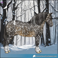 Horse Color:Buckskin Appaloosa