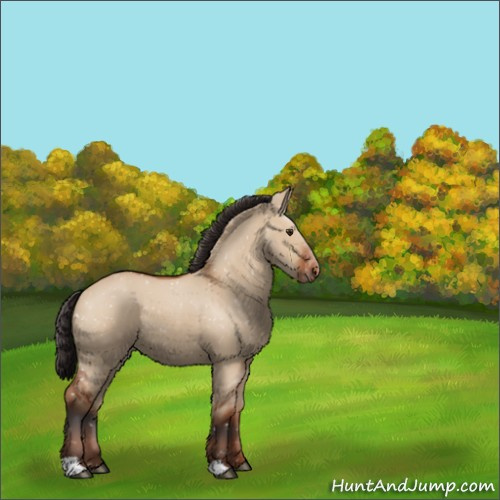 Horse Color:Brown Dun Appaloosa 