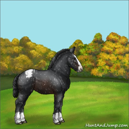 Horse Color:Brown Sabino Splash Appaloosa 