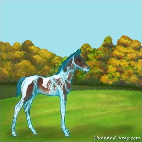Horse Color:Thunderstruck Brown Tobiano 