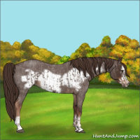 Horse Color:Liver Red Roan  and Liver Red Roan Frame 