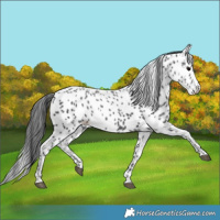 Horse Color:Black Appaloosa 