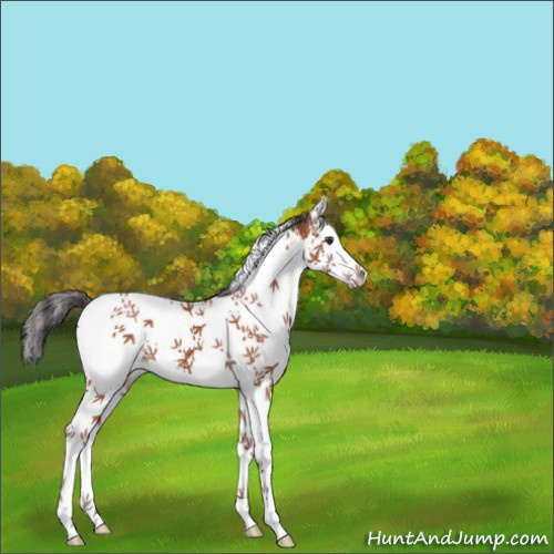 Horse Color:White Spotted Bay Splash 