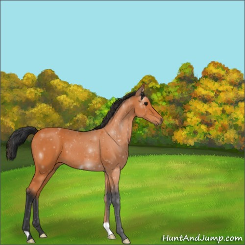 Horse Color:Bay 