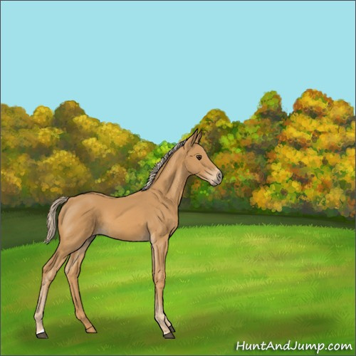 Horse Color:Palomino Sabino 