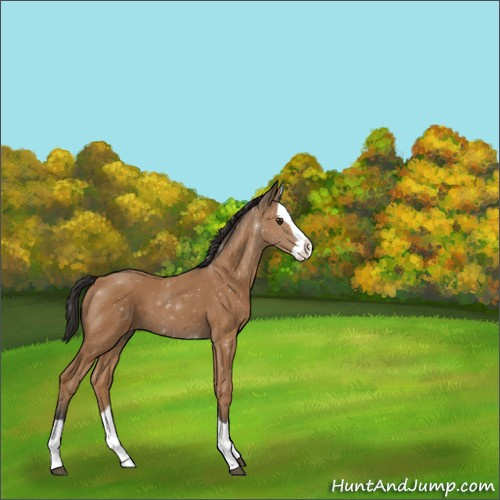 Horse Color:Bay Splash 