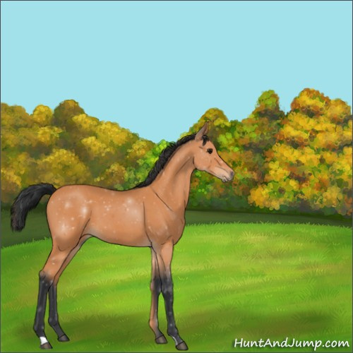 Horse Color:Bay Roan 
