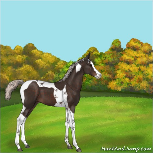 Horse Color:Silver Brown Splash Tobiano 