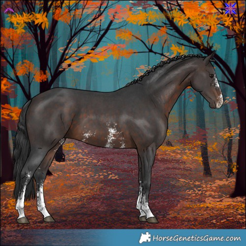 Horse Color:Brown Sabino 