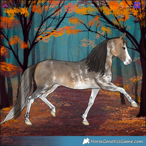 Horse Color:White Spotted Buckskin Splash 