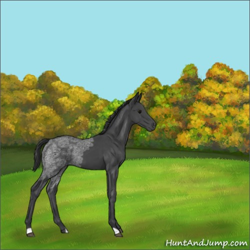 Horse Color:Black Ice 