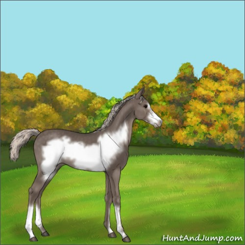 Horse Color:Silver Black Frame 