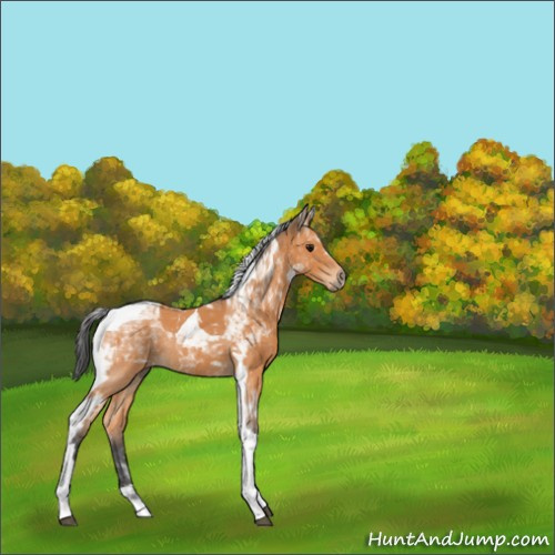 Horse Color:Bay Tobiano Rabicano 
