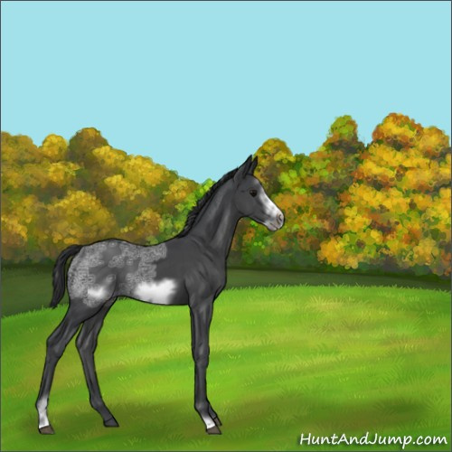 Horse Color:Black Ice Sabino Frame 