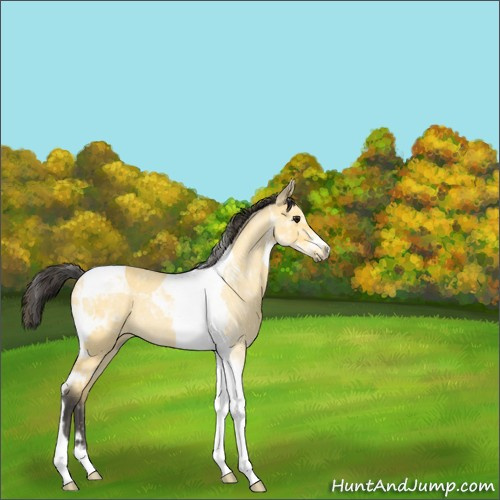 Horse Color:Buckskin Roan Tobiano Rabicano 