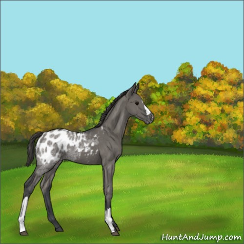 Horse Color:Grullo Ice Appaloosa 