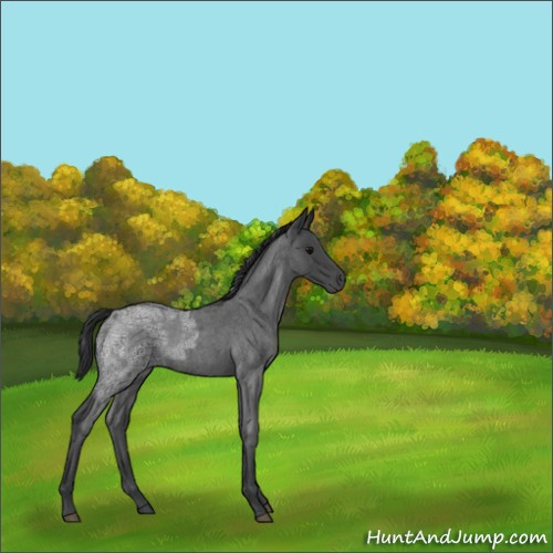 Horse Color:Blue Ice Roan 