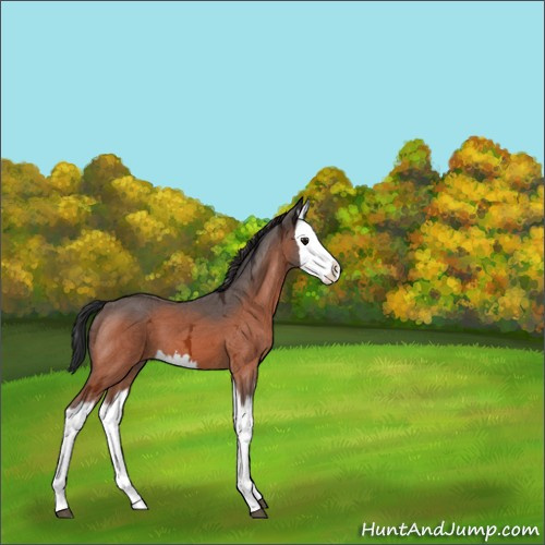 Horse Color:Bay Ice Splash 