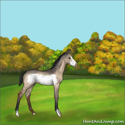 Horse Color:Bay Dun Sabino Frame Rabicano 