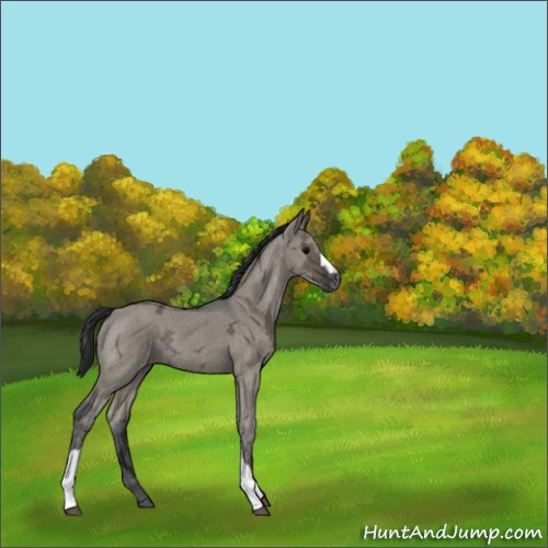 Horse Color:Grullo Ice Rabicano 