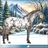 Horse Color:Liver Red Dun Ice Appaloosa 