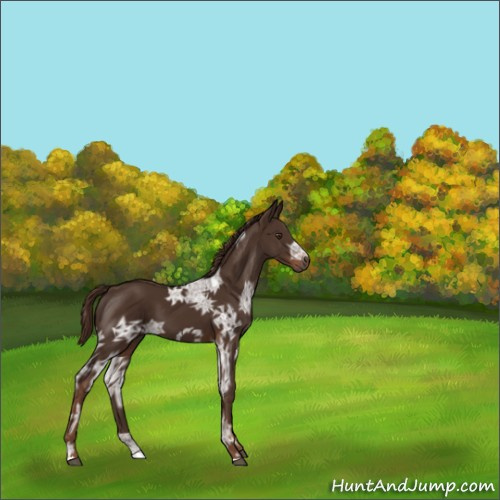 Horse Color:Liver Chestnut Ice 