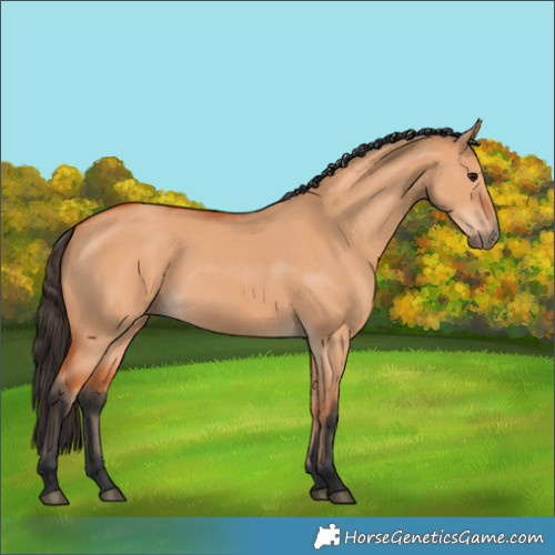 Horse Color:Unknown 